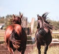 Two beautiful horses cantering away together; couples and freedom concept