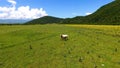 Two beautiful horses grazing field, fresh green grass, countryside on sunny day Royalty Free Stock Photo