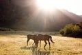 Two beautiful horses grazing in a meadow field. Royalty Free Stock Photo