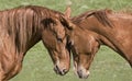 Two beautiful horses Royalty Free Stock Photo