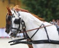 Two beautiful horses harnessed Royalty Free Stock Photo