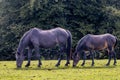 Two beautiful horses leisurely grazing in a lush green meadow. Royalty Free Stock Photo