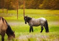 Two beautiful horses near forest Royalty Free Stock Photo