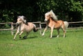 Two running horses Royalty Free Stock Photo