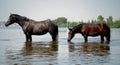 Two beautiful horses on the shore of a pond. Wonderful green vegetation.
