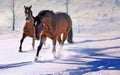 Two beautiful horses in snow field Royalty Free Stock Photo