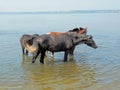 Two beautiful horses stand in shallow water