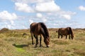 Two beautiful horses standing in a lush green field grazing peacefully Royalty Free Stock Photo