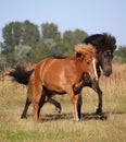 Two running icelandic horses Royalty Free Stock Photo