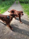 Two beautiful irish setter boys Royalty Free Stock Photo