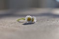 Two beautiful isolated white daisy at asphalt road, Royalty Free Stock Photo