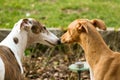 Two beautiful kissing dogs in the garden