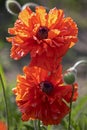 Two beautiful large blooming red poppy flowers lit by the sun, top view, vertical Royalty Free Stock Photo