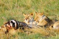 Two beautiful lioness near the kill Royalty Free Stock Photo