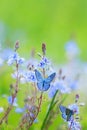 two little blue butterflies flutter and sit on a summer meadow with lush green grass and bright flowers Royalty Free Stock Photo