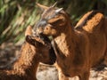 Two beautiful little brown goats Royalty Free Stock Photo