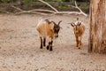 Two beautiful little goats are walking in zoo in natural background. selective focus Royalty Free Stock Photo