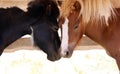 Two beautiful little horses kissing each other. Loving pony couple.