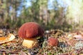 Two beautiful little mushrooms boletus edulis, known as a penny bun, grow in a pine forest at sunrise - image Royalty Free Stock Photo