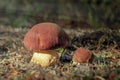 Two beautiful little mushrooms boletus edulis, known as a penny bun, grow in a pine moning forest at sunrise - image Royalty Free Stock Photo