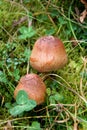 Two Beautiful Little Mushrooms Grow Among The Grass. Autumn. Carpathian Forest, Ukraine