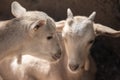 Two beautiful little white goats Royalty Free Stock Photo