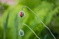 Two beautiful long stem poppy buds Royalty Free Stock Photo