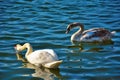 Two beautiful lovely swans on a blue lake Royalty Free Stock Photo