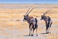 Two beautiful male Gemsboks Oryx gazella in the savannah of Etosha National Park in Namibia