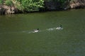 Two beautiful male mallard ducks swimming Royalty Free Stock Photo
