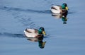 Two beautiful male mallard ducks swimming Royalty Free Stock Photo