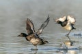 Two Beautiful male Tufted Duck Anatidae in flight.