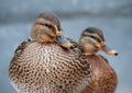 Two beautiful mallards