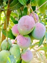 Two beautiful mango variety on the same tree