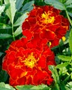 Two beautiful red-yellow flowers of marigold close-up. Royalty Free Stock Photo