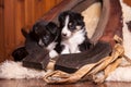 Two beautiful month old puppy sitting on sheepskin inside the old clamp