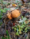 Two beautiful mushroom boletus on the ground , zasypay needles and leaves