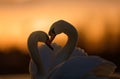 Romantic Image of Two Swans at Sunset