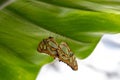 Two beautiful orange and brown butterlies pairing under a big grean leaf