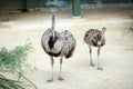 Two beautiful ostriches in the sand. Wild nature. Animal