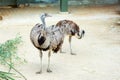 Two beautiful ostriches in the sand. Wild nature. Animal