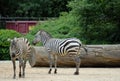 Two beautiful and peaceful zebras at the zoo of Berlin in Germany Royalty Free Stock Photo