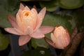 Two Beautiful Peach coloured Water Lilies