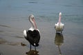 Two beautiful pelicans