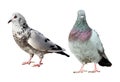 Two beautiful pigeons