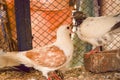 Two Beautiful Pigeons Love Couple