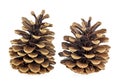 Two beautiful pine cones isolated on white background Royalty Free Stock Photo