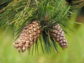 Two beautiful pine cones on a tree branch Royalty Free Stock Photo