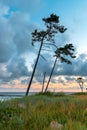 Two beautiful pine trees on the dunes of the Baltic Sea at sunrise. Beautiful Poland, Darlowo Royalty Free Stock Photo