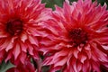 Two beautiful pink chrysanthemum flowers in the garden Royalty Free Stock Photo